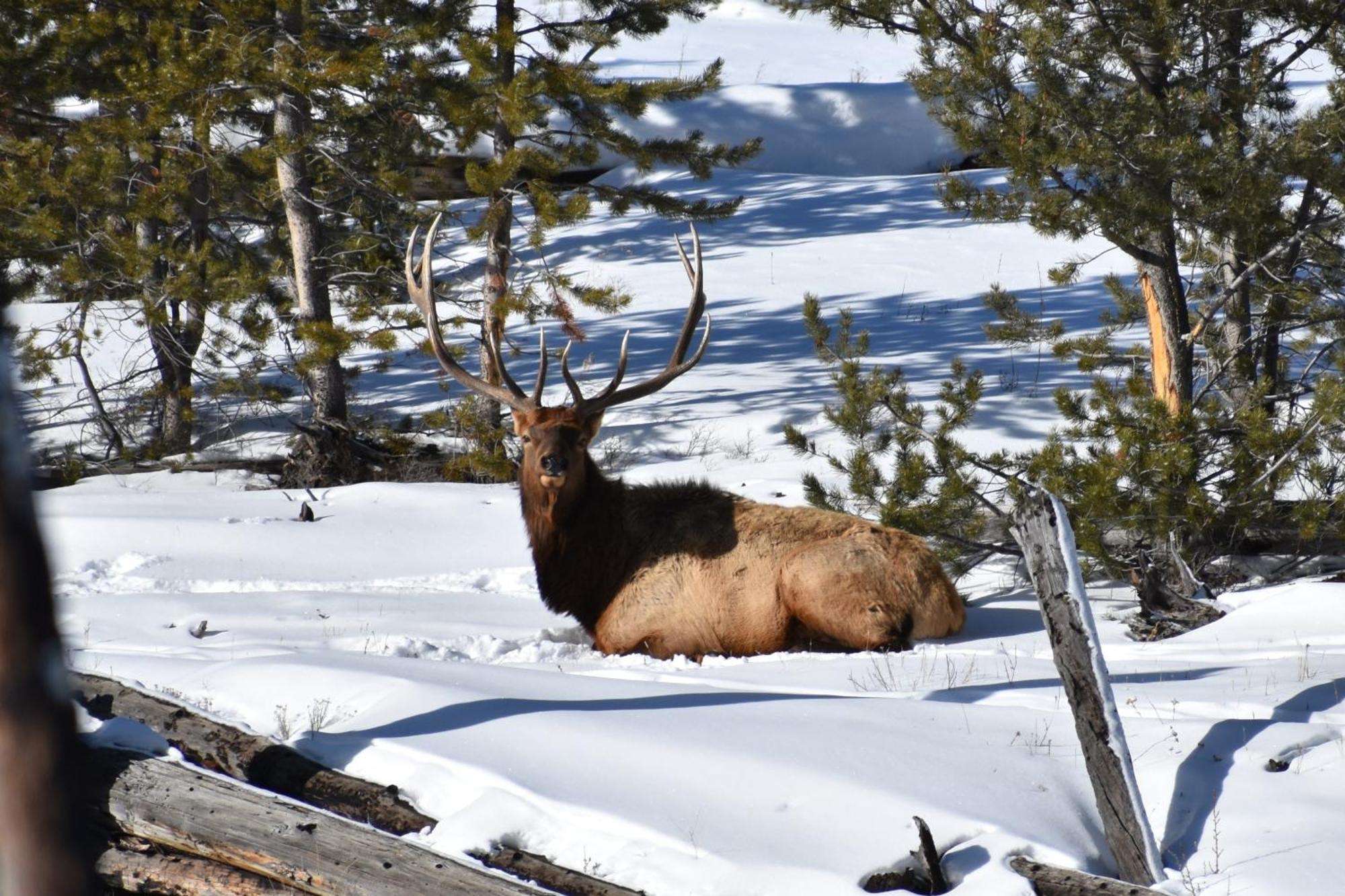 Aspen Springs Angel Fire Aparthotel Luaran gambar