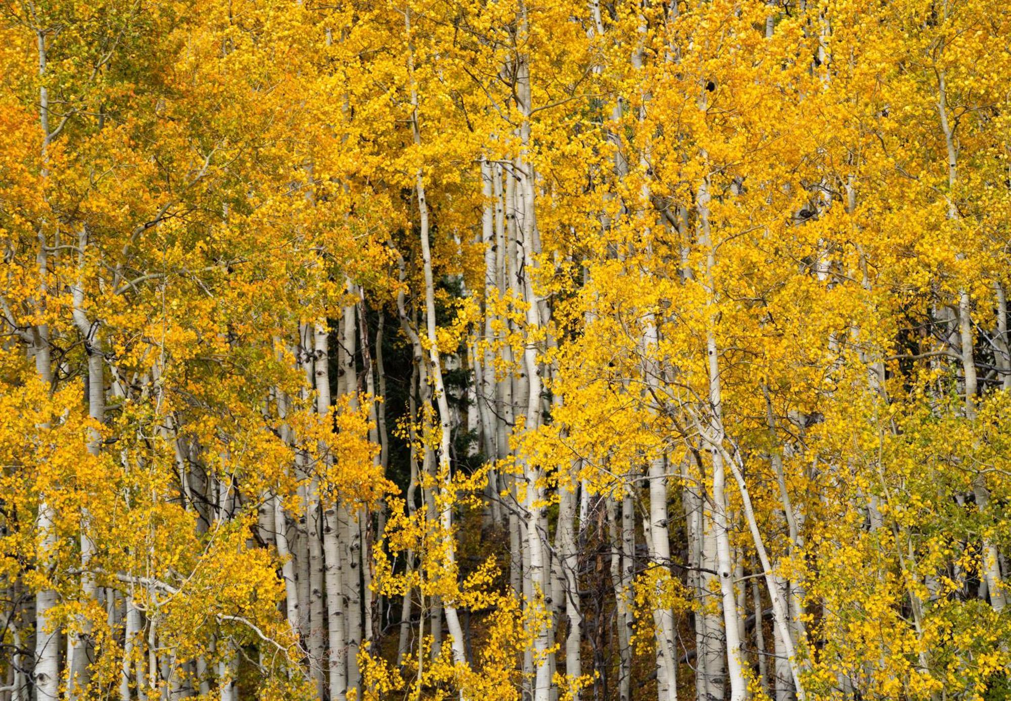 Aspen Springs Angel Fire Aparthotel Luaran gambar